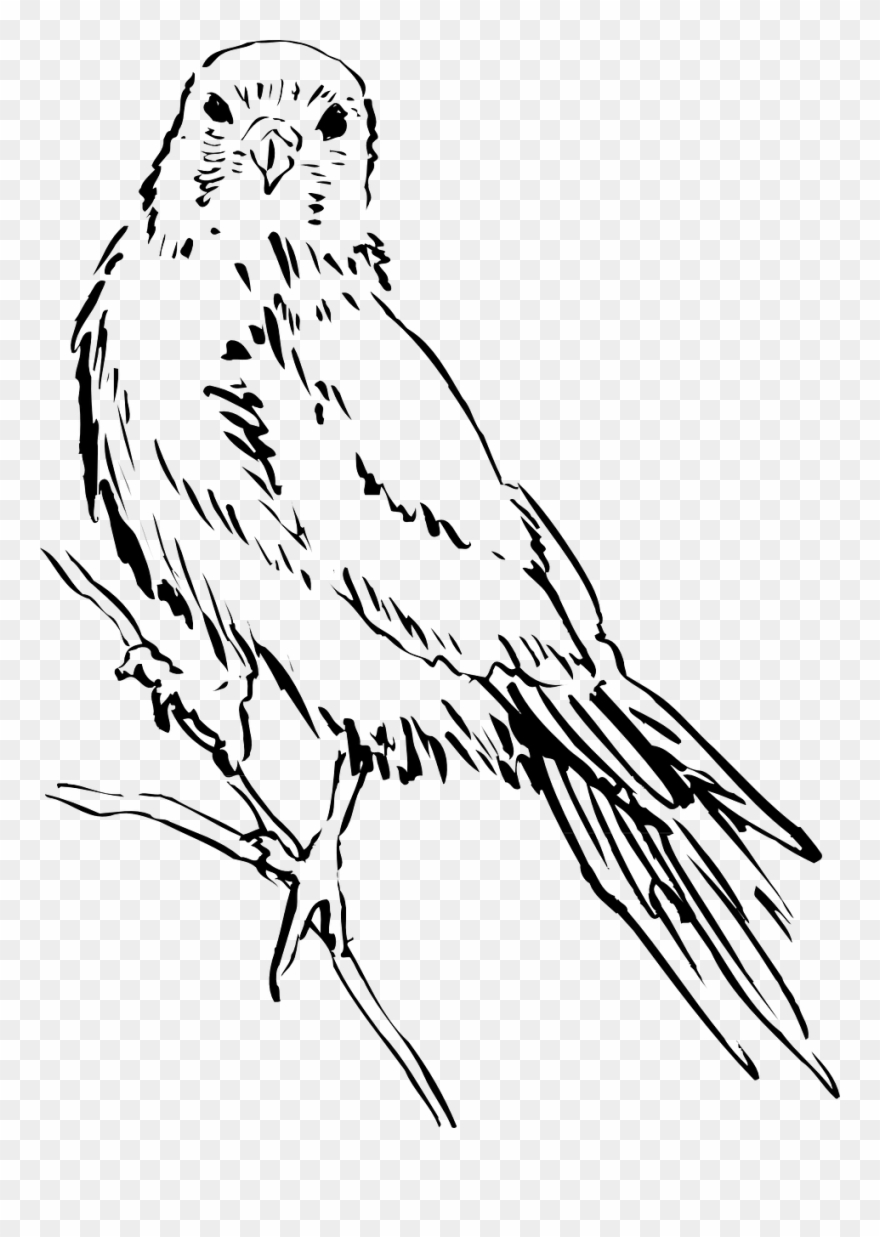 Detail Bird Drawing Png Nomer 11