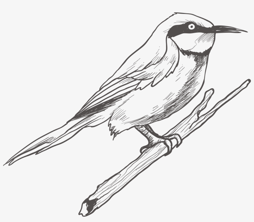 Detail Bird Drawing Png Nomer 17