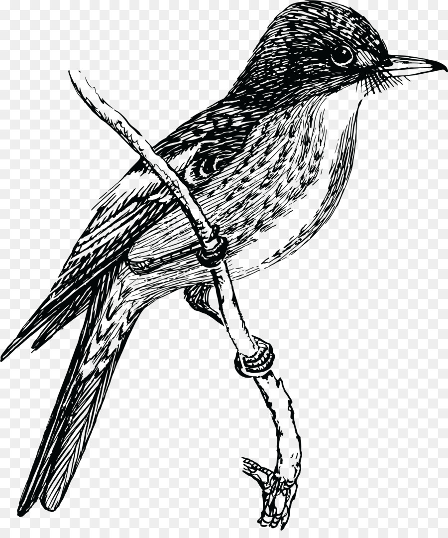 Detail Bird Drawing Png Nomer 20