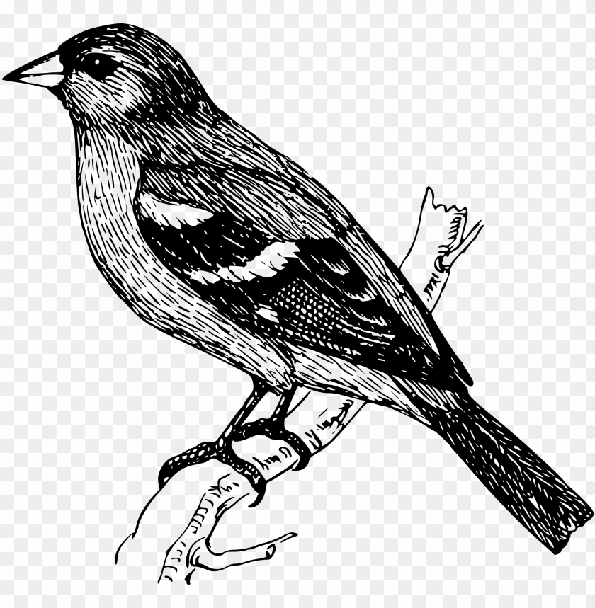 Detail Bird Drawing Png Nomer 22