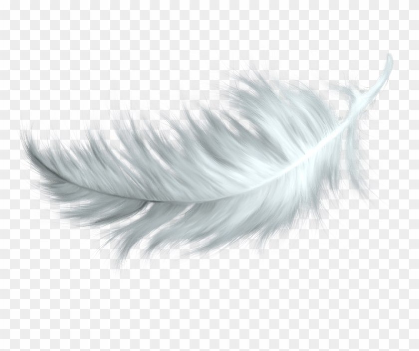 Bird Feather Png - KibrisPDR