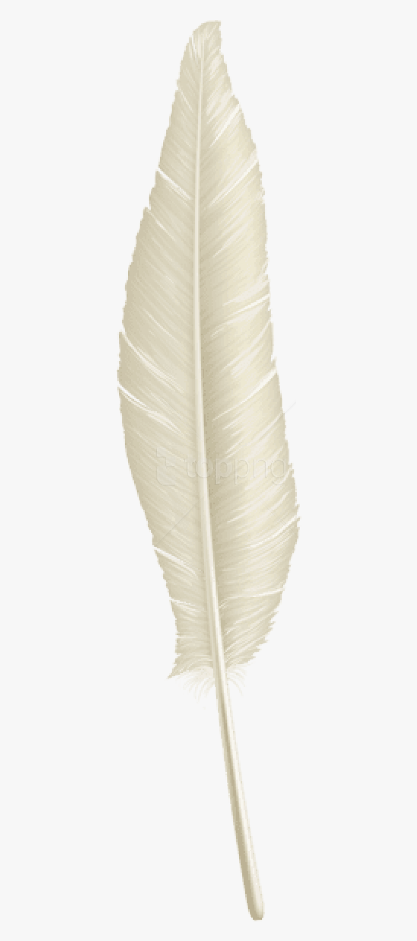 Detail Bird Feather Png Nomer 29