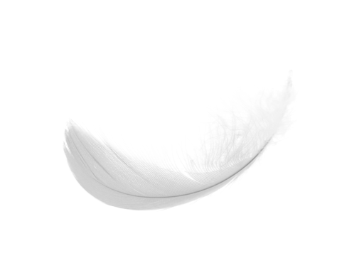 Download Bird Feather Png Nomer 33