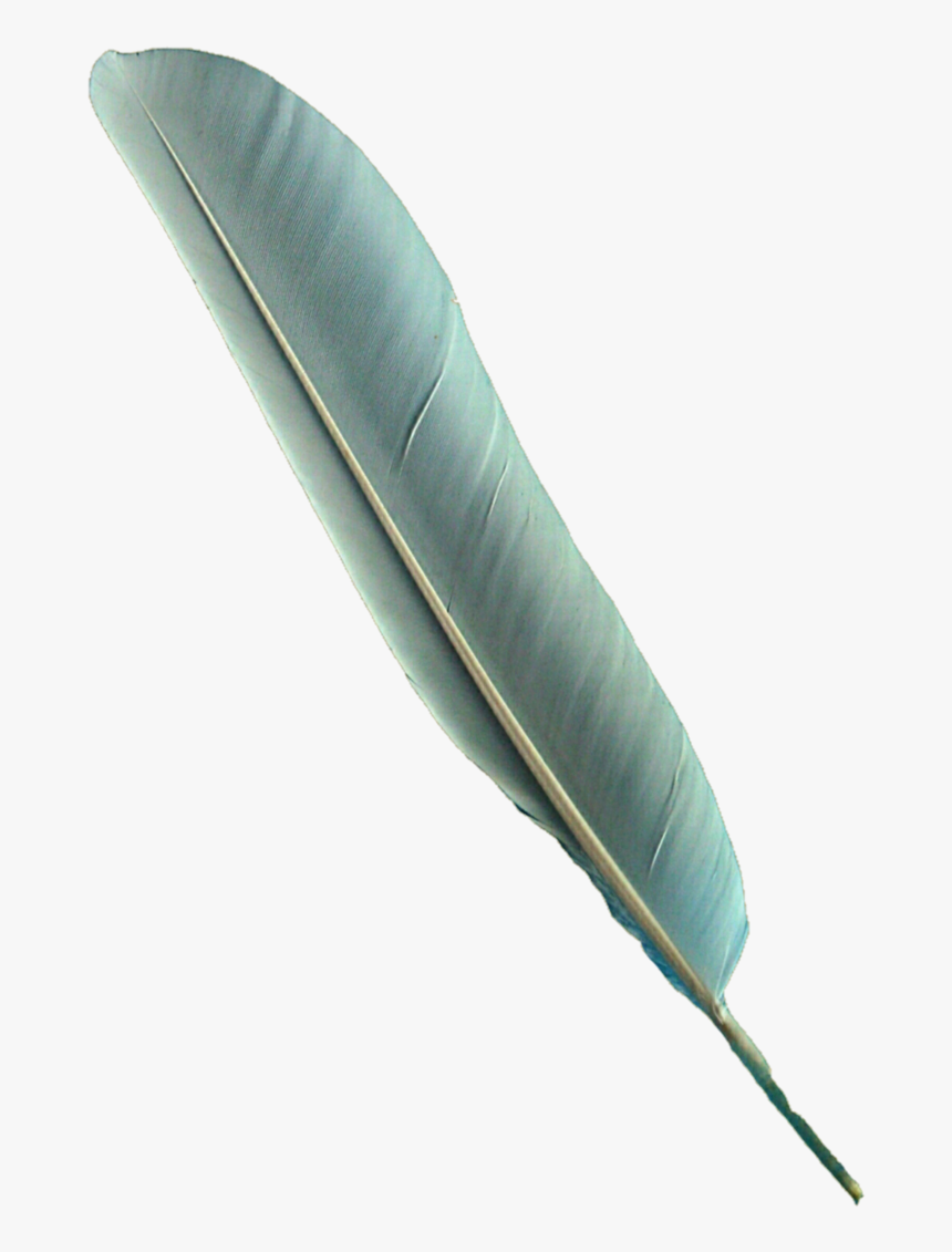 Detail Bird Feather Png Nomer 36