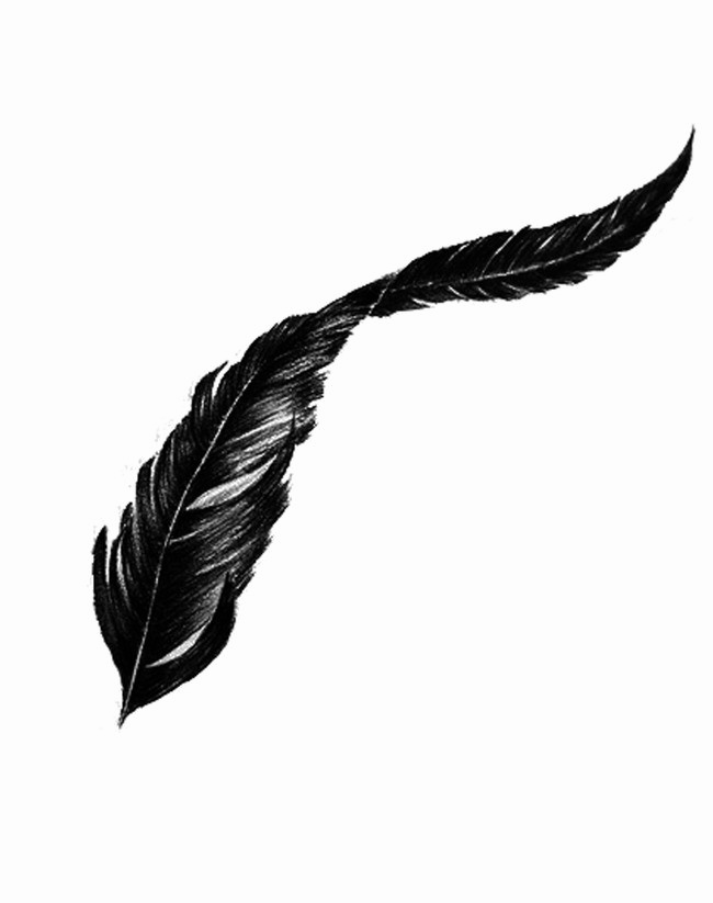 Detail Bird Feather Png Nomer 6