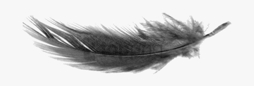 Download Bird Feather Png Nomer 8