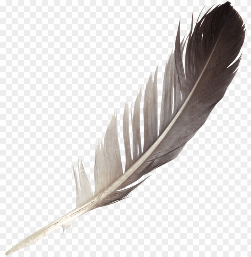 Detail Bird Feather Png Nomer 10
