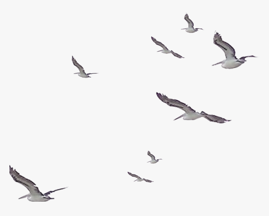 Detail Bird Fly Png Nomer 10