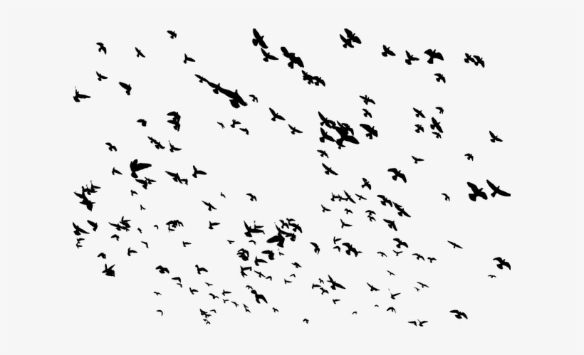 Detail Bird Fly Png Nomer 18