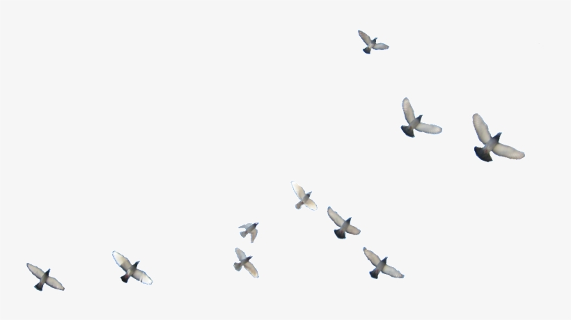 Detail Bird Fly Png Nomer 23