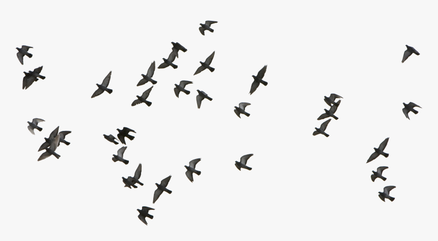 Detail Bird Fly Png Nomer 29