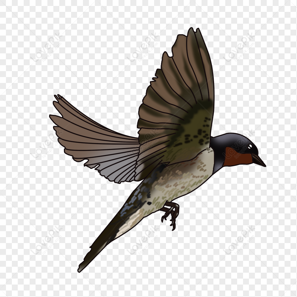 Detail Bird Fly Png Nomer 31