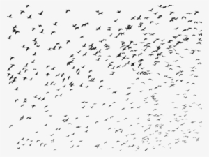 Detail Bird Fly Png Nomer 35