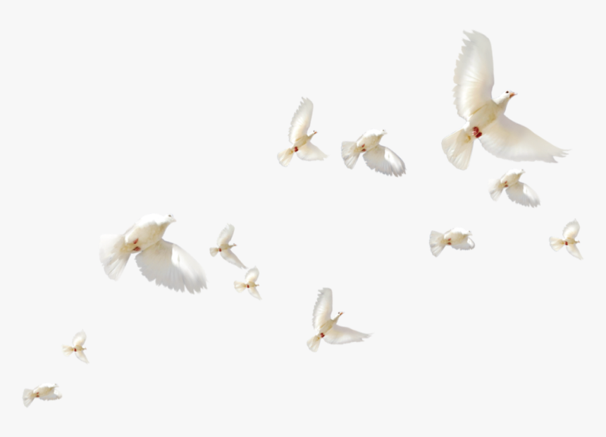 Detail Bird Fly Png Nomer 36