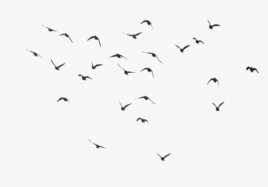 Detail Bird Fly Png Nomer 4