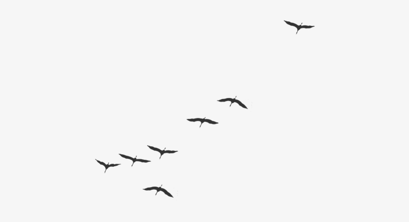 Detail Bird Fly Png Nomer 46