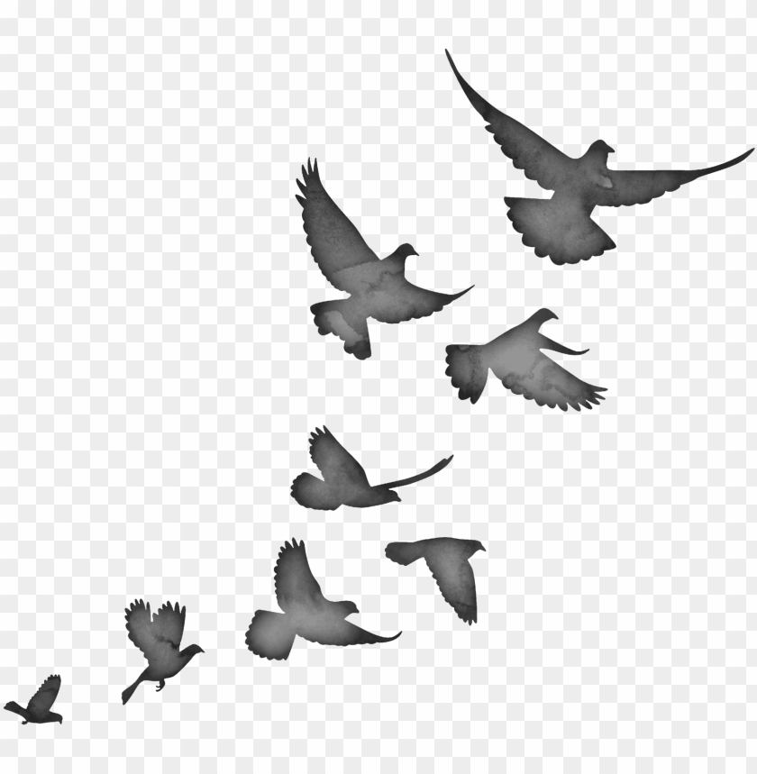 Detail Bird Fly Png Nomer 51
