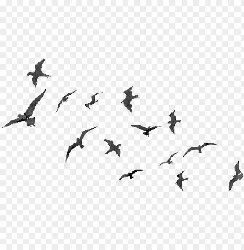 Detail Bird Fly Png Nomer 6