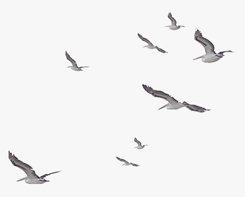 Detail Bird Flying Png Nomer 11
