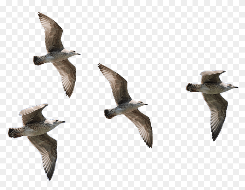 Detail Bird Flying Png Nomer 48