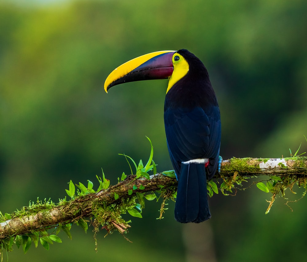 Bird Hd - KibrisPDR