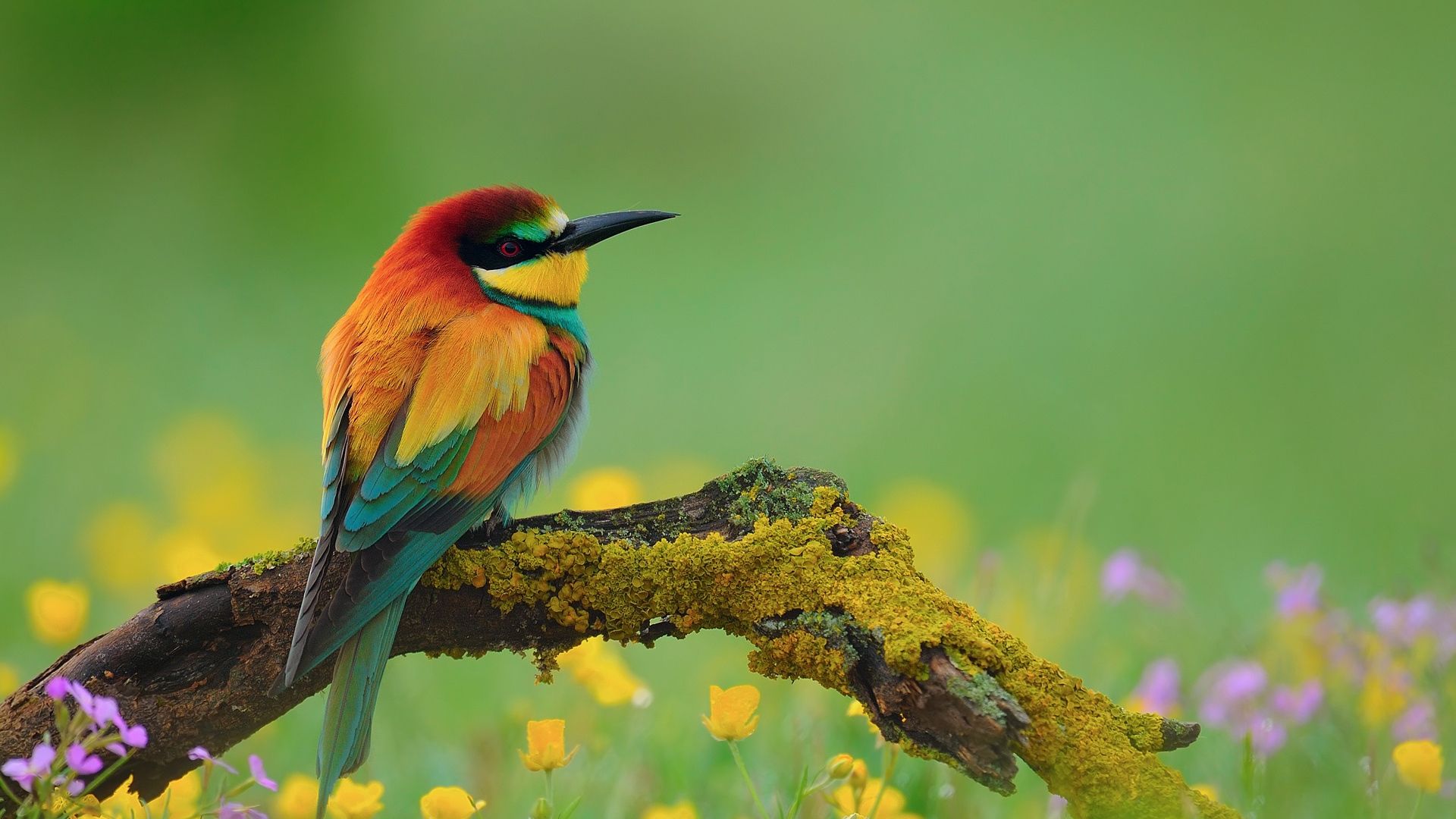 Detail Bird Hd Nomer 2