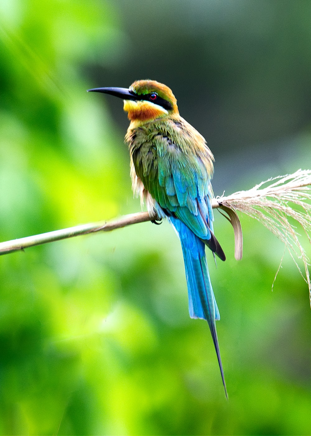 Detail Bird Hd Nomer 12