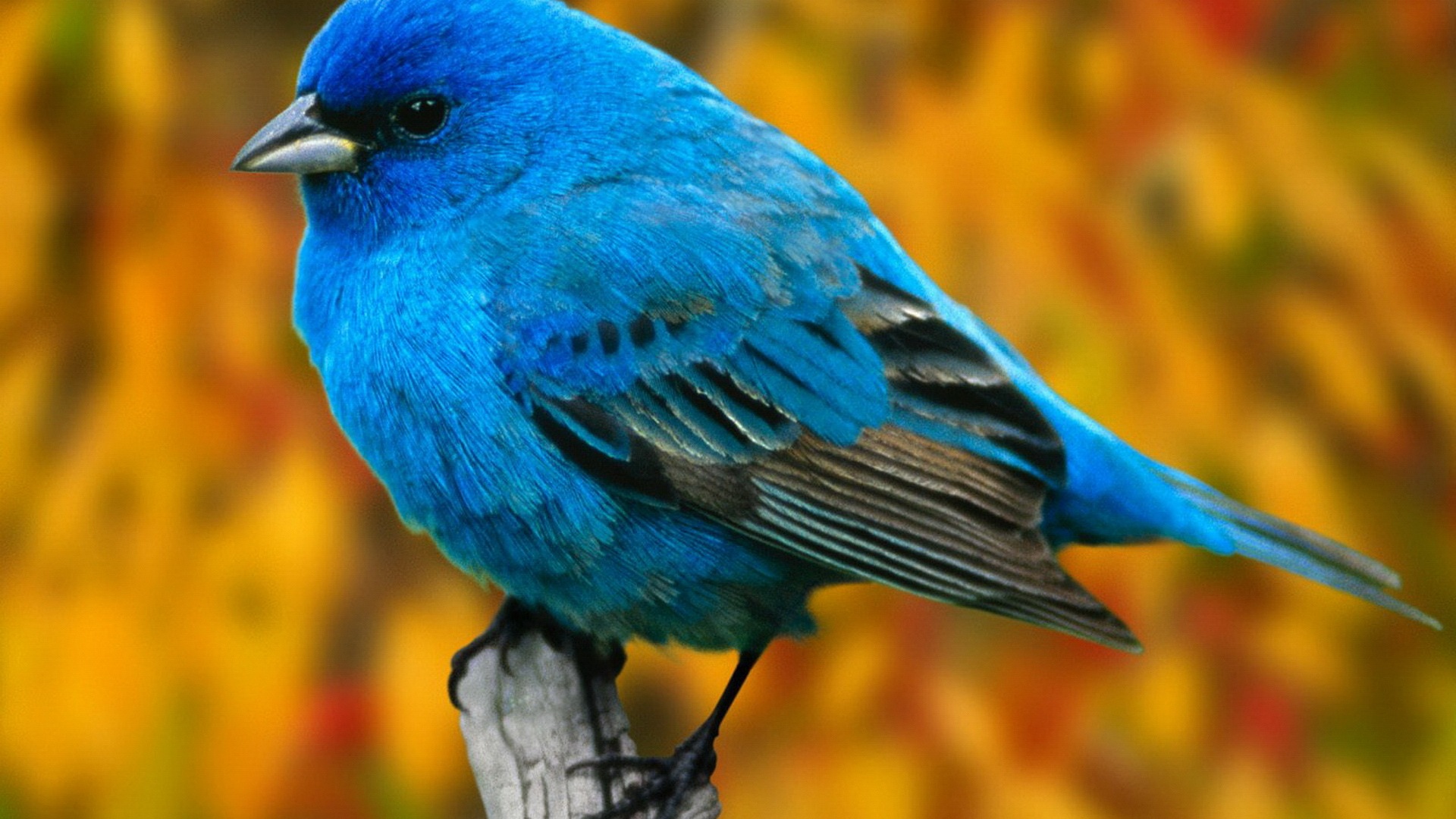 Detail Bird Hd Nomer 14