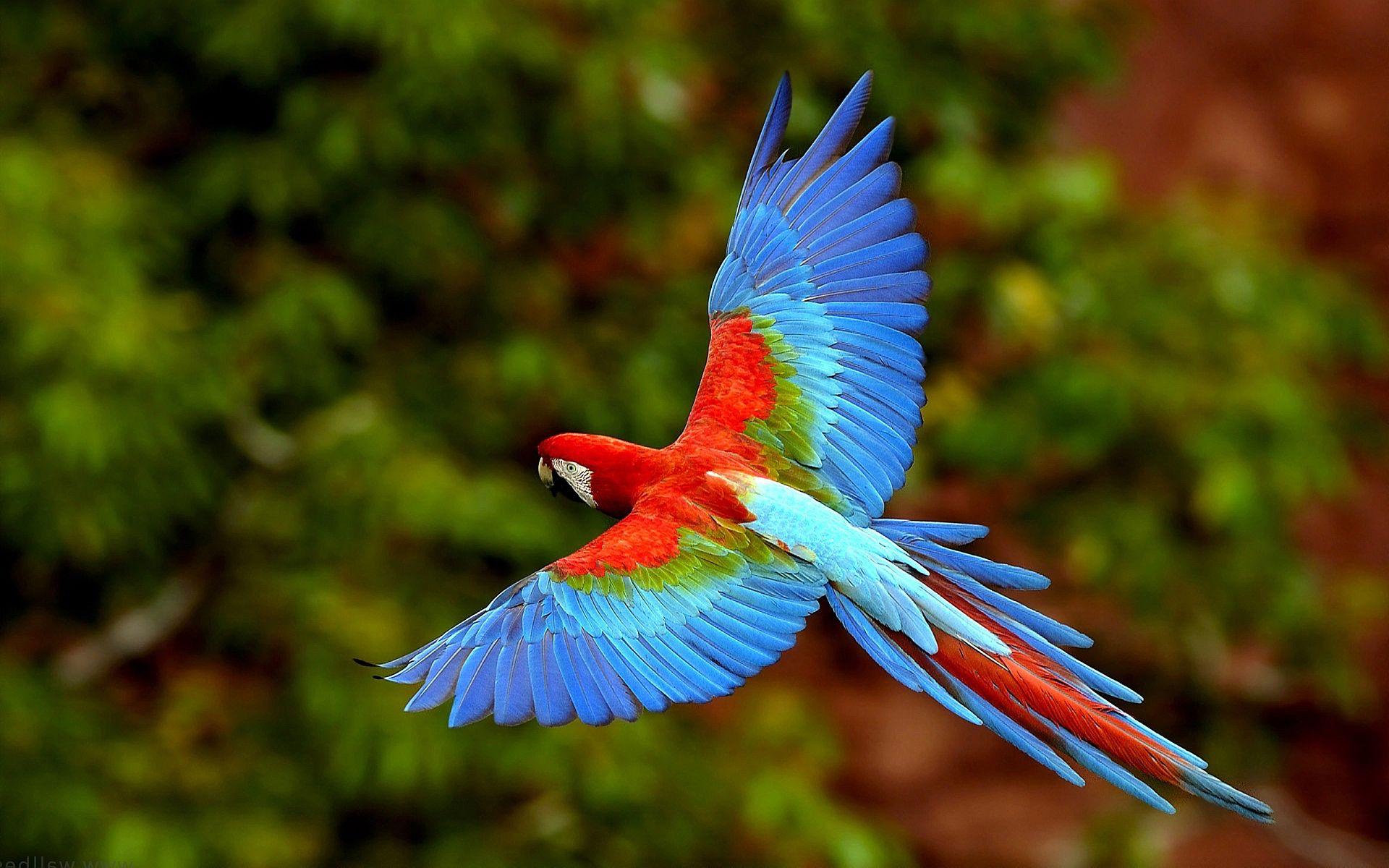 Detail Bird Hd Nomer 15
