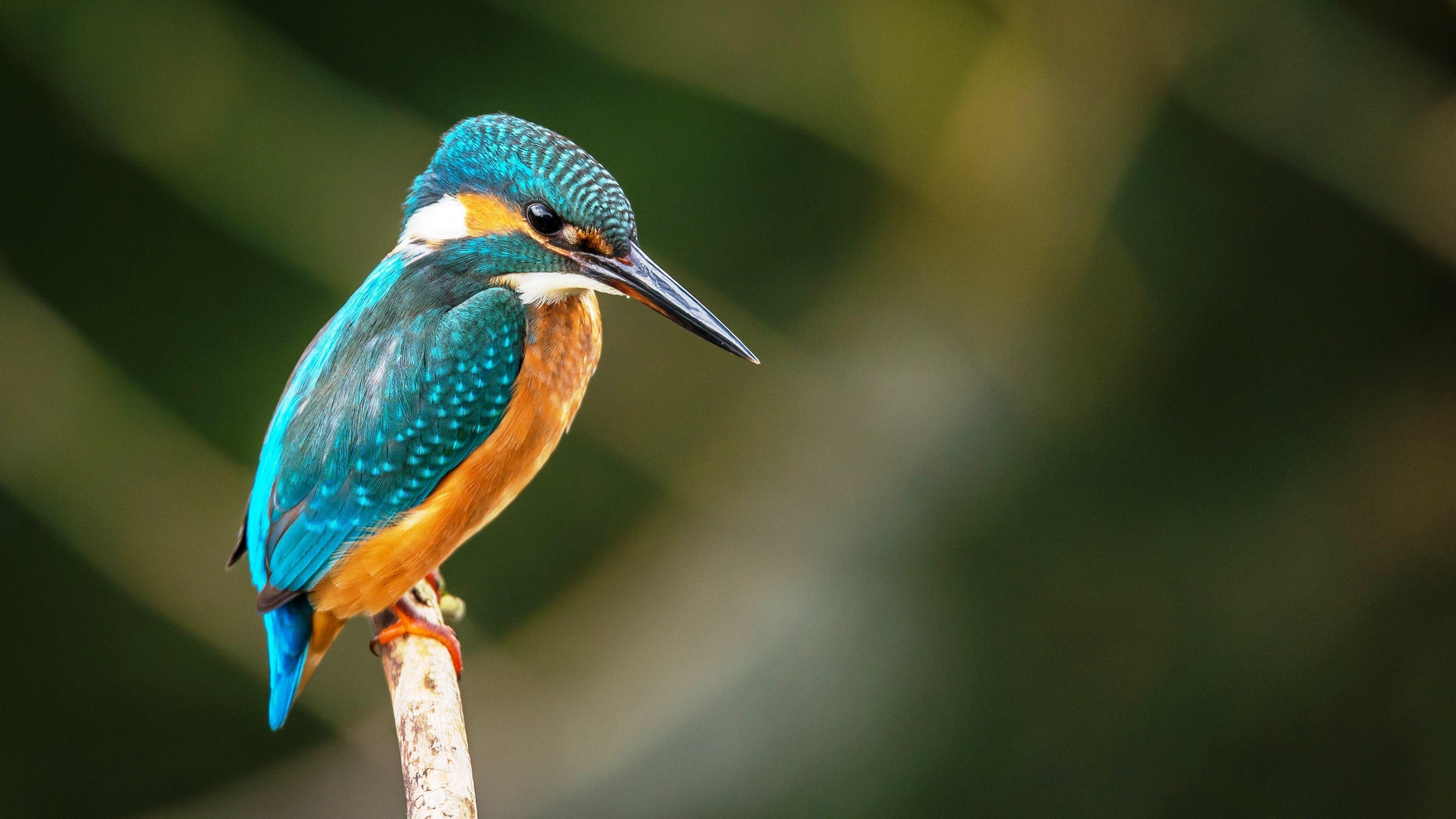 Detail Bird Hd Nomer 16