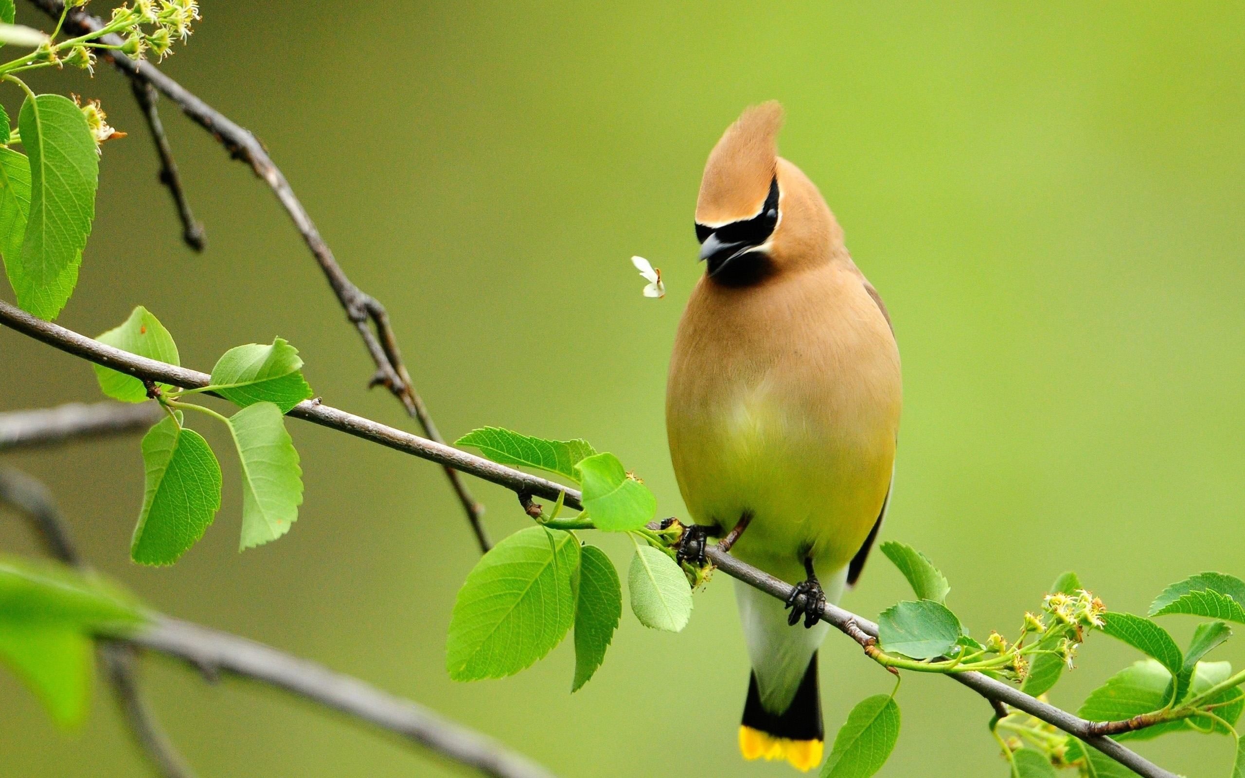 Detail Bird Hd Nomer 22
