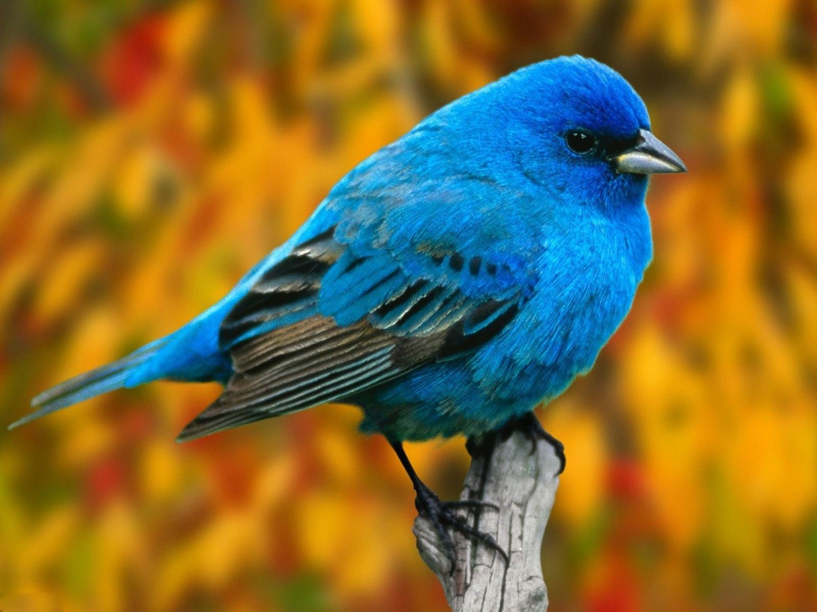 Detail Bird Hd Nomer 23