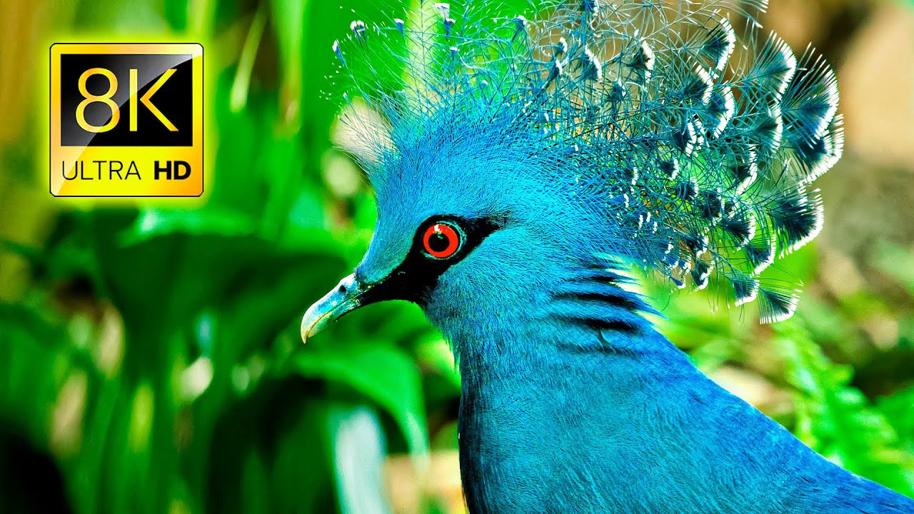 Detail Bird Hd Nomer 24