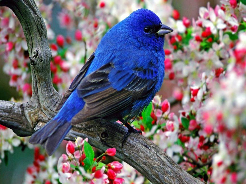 Detail Bird Hd Nomer 25