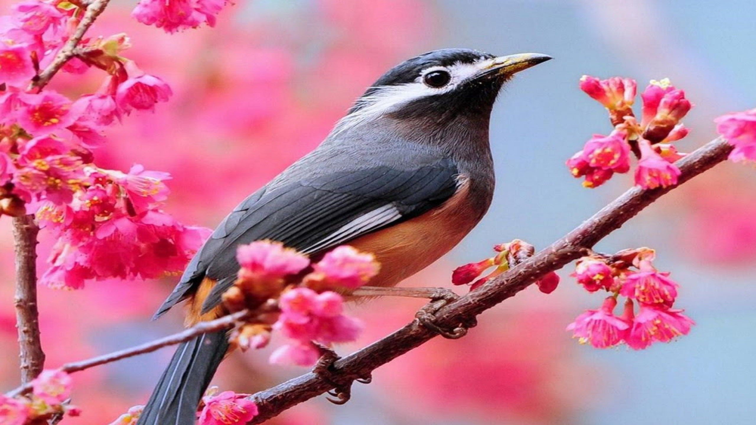 Detail Bird Hd Nomer 27