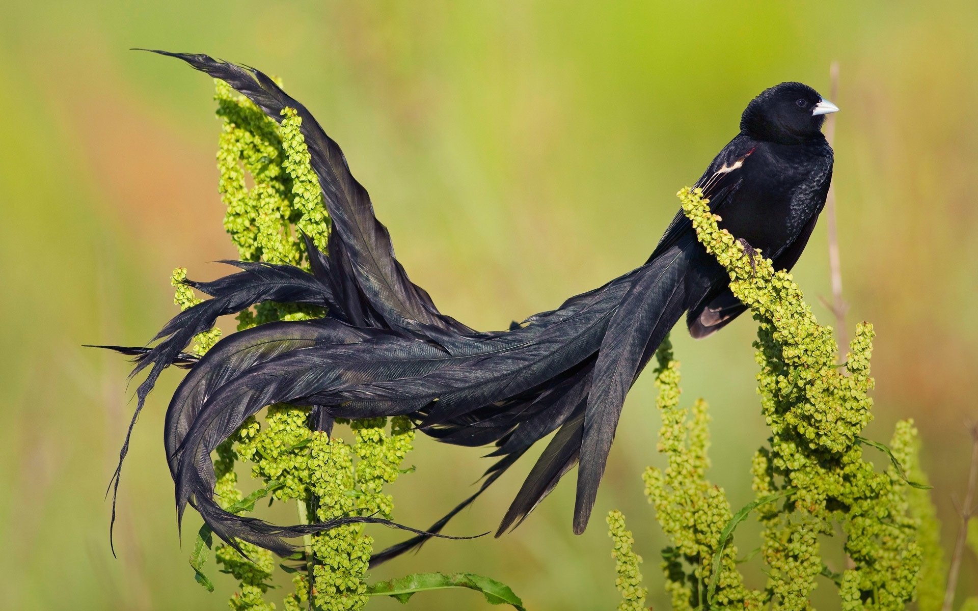 Detail Bird Hd Nomer 28