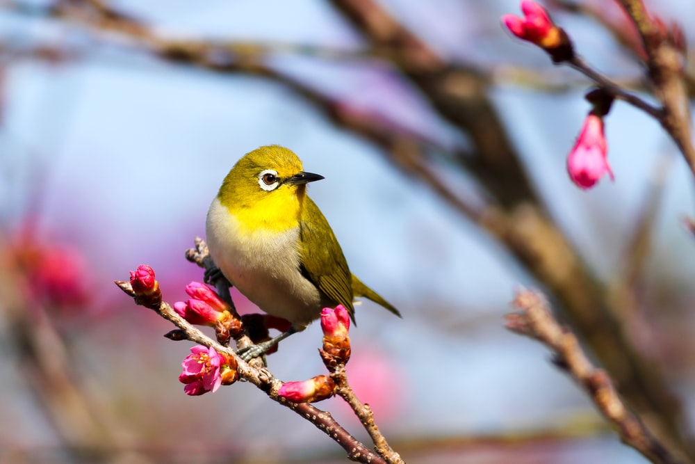 Detail Bird Hd Nomer 29