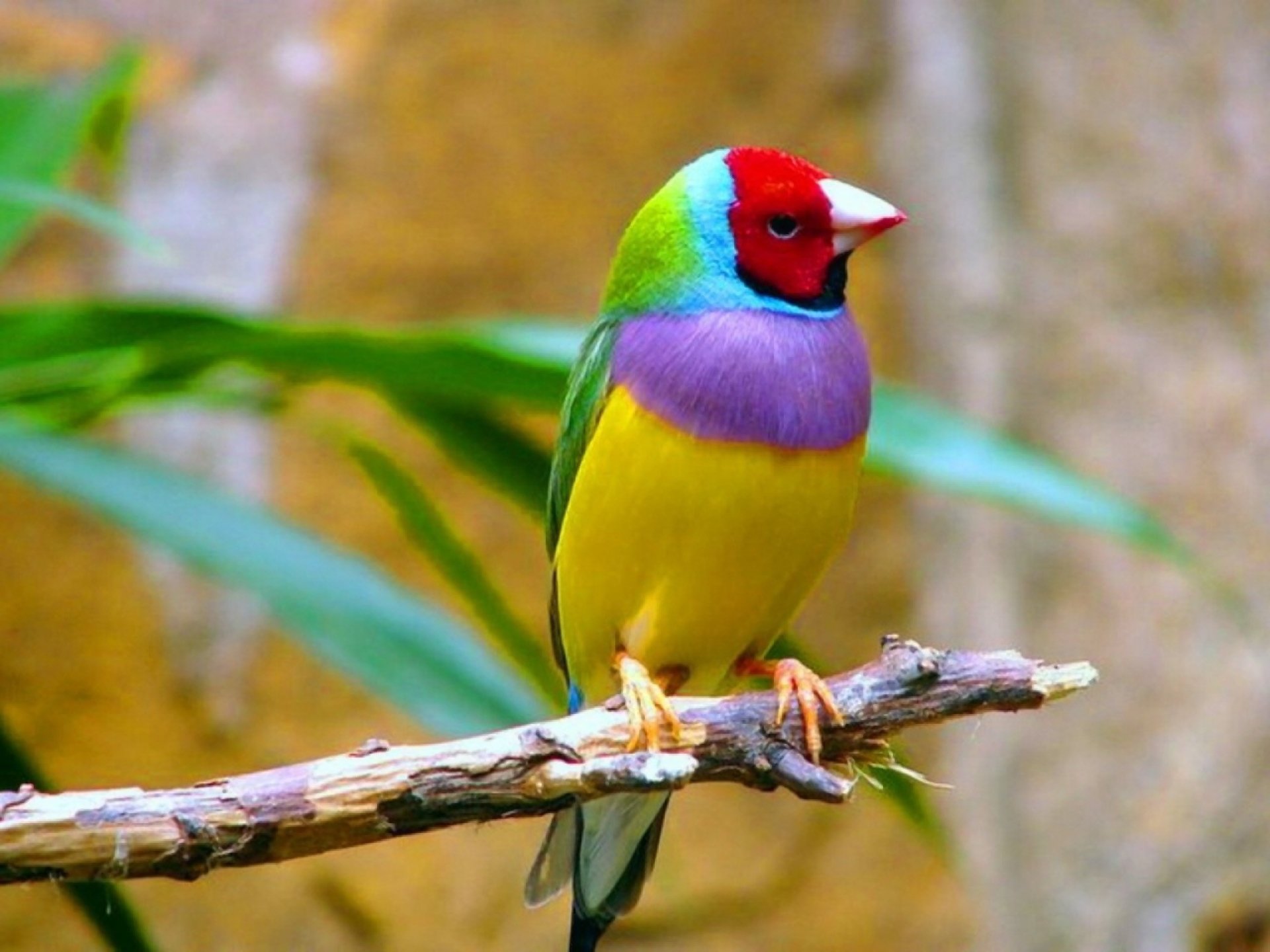 Detail Bird Hd Nomer 33