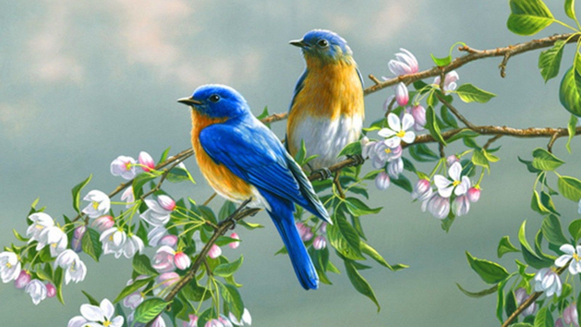 Detail Bird Hd Nomer 37