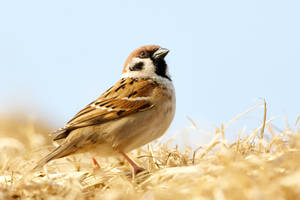 Detail Bird Hd Nomer 38