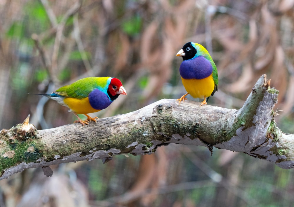 Detail Bird Hd Nomer 40