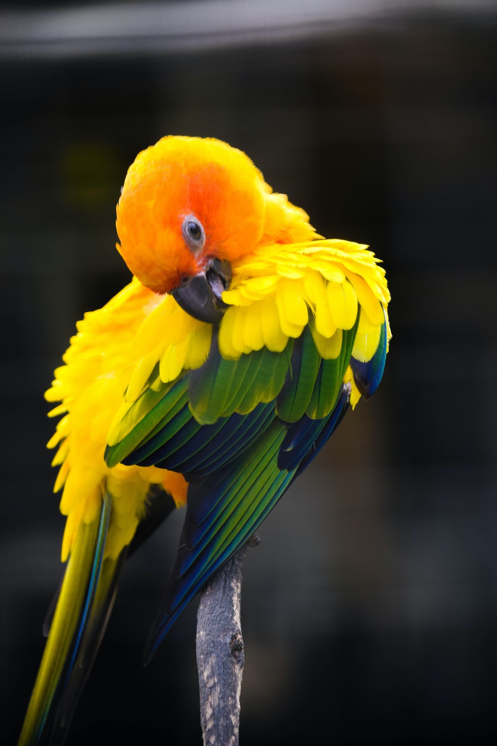 Detail Bird Hd Nomer 41