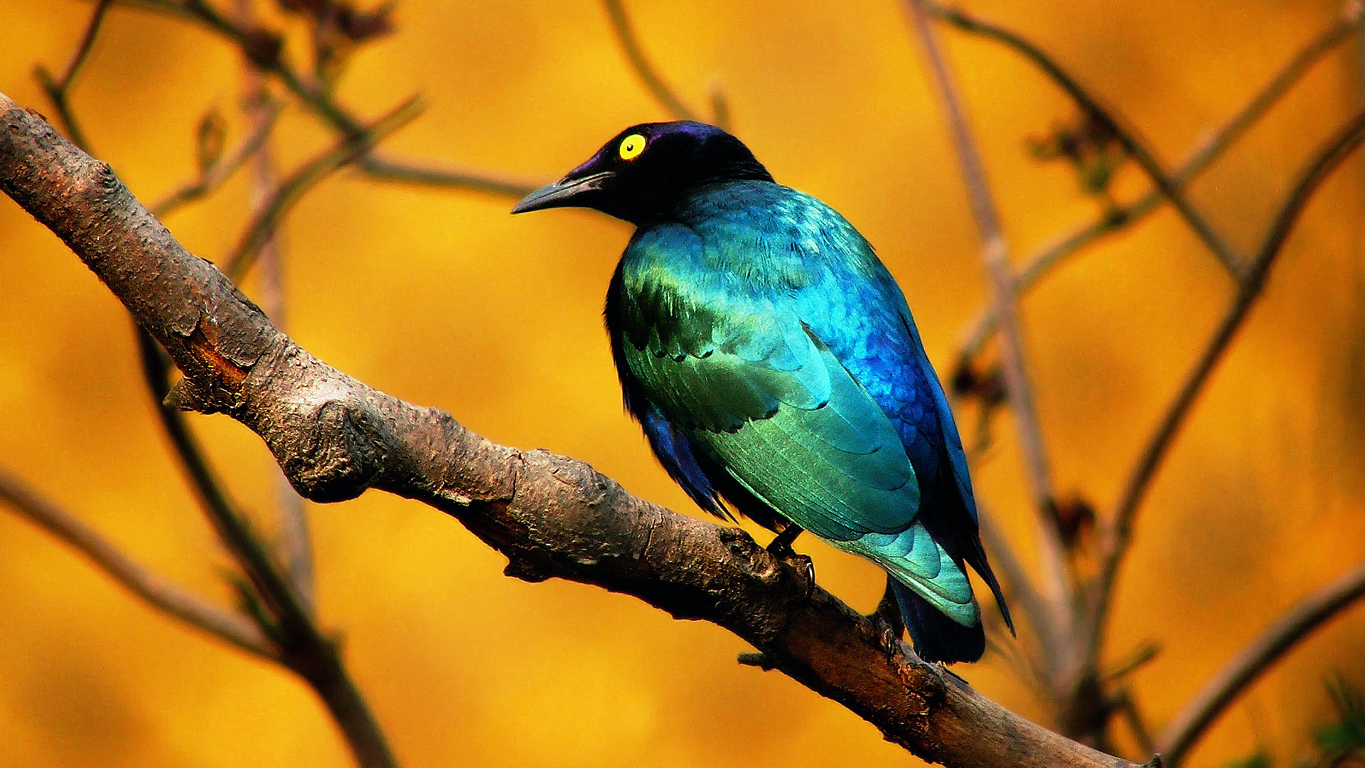 Detail Bird Hd Nomer 42