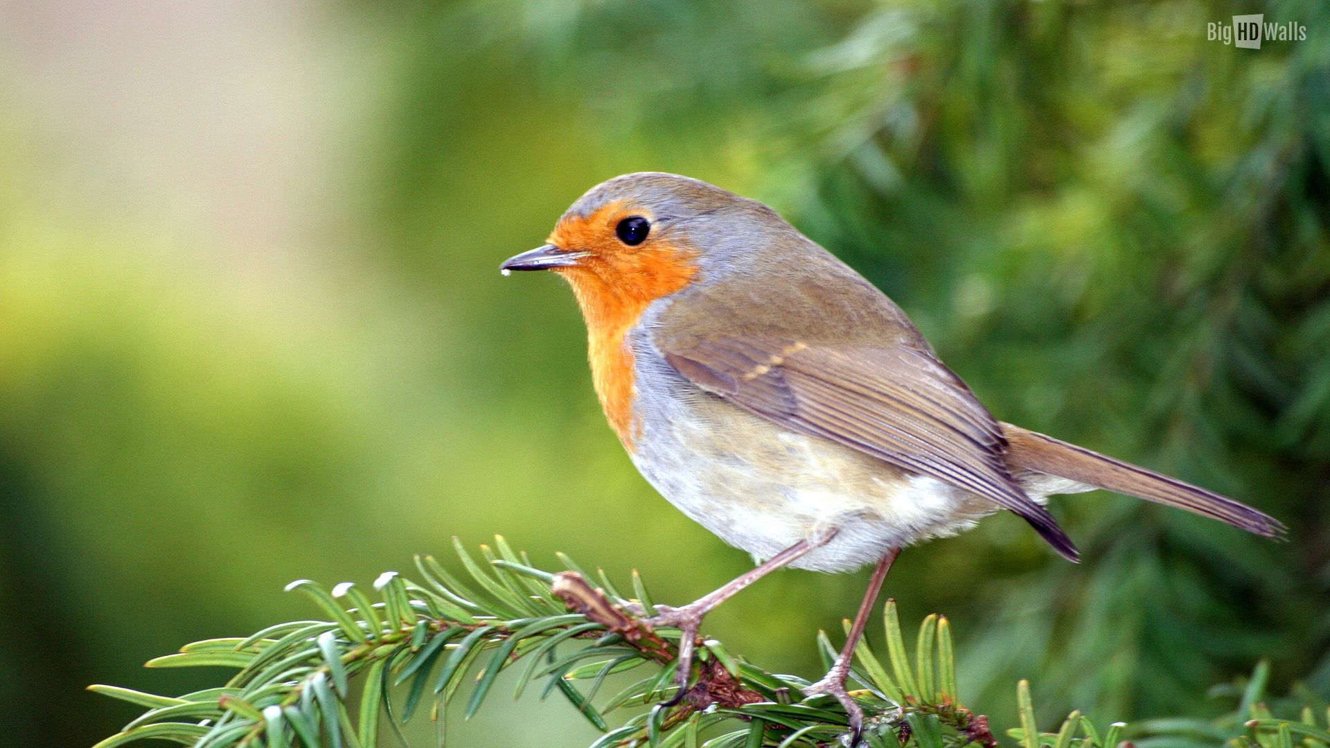 Detail Bird Hd Nomer 43