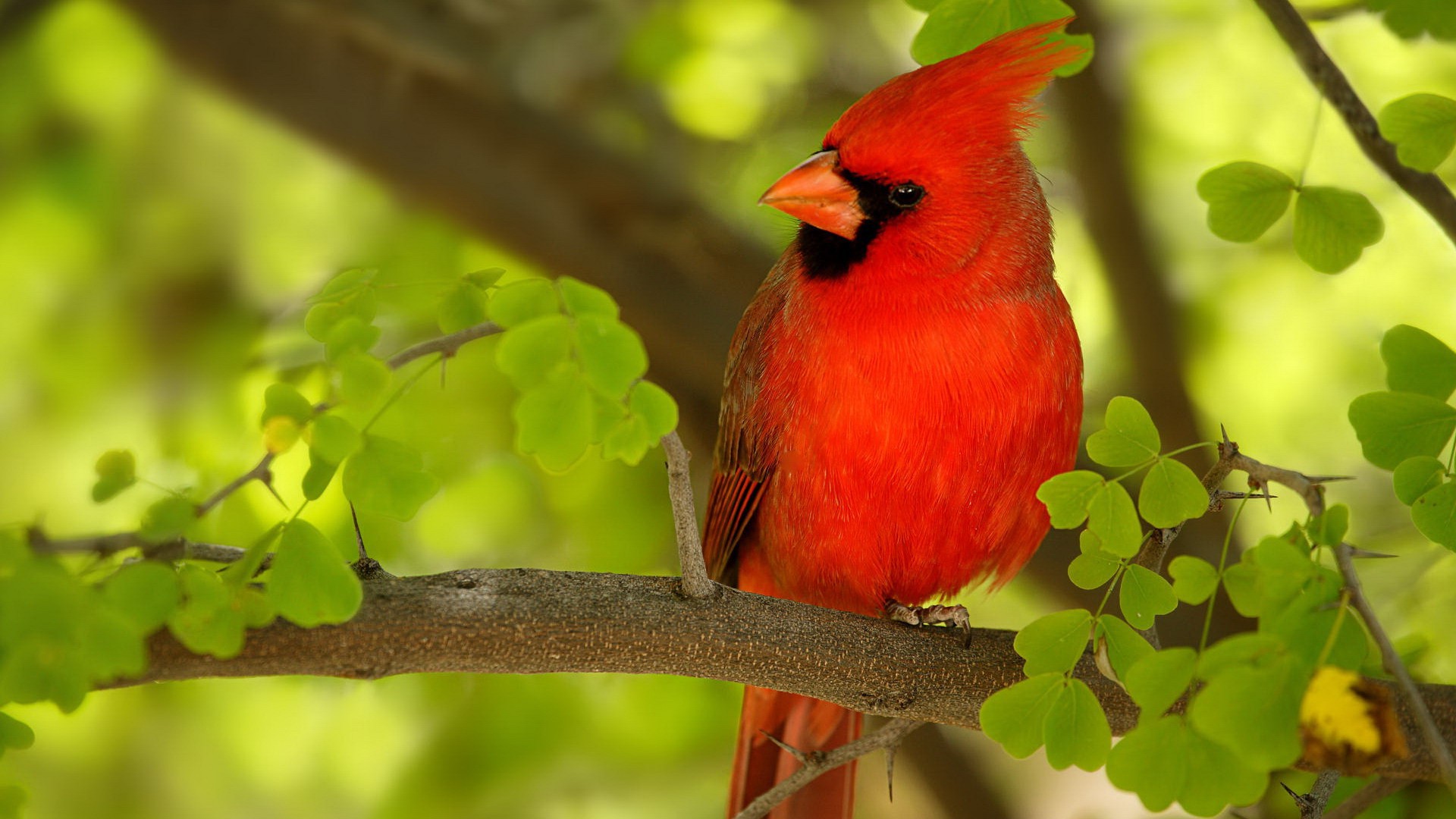 Detail Bird Hd Nomer 46