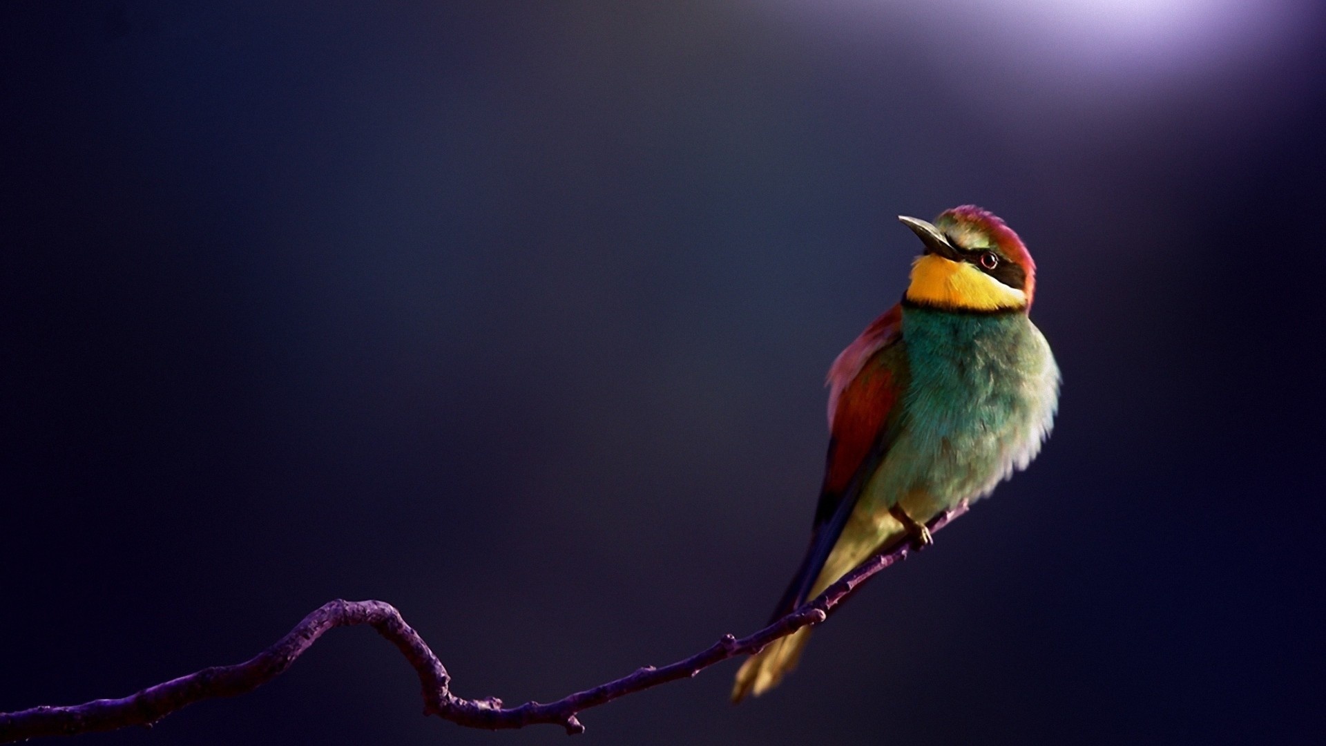 Detail Bird Hd Nomer 47
