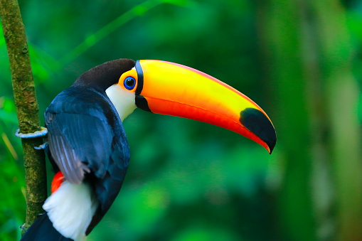 Detail Bird Hd Nomer 54