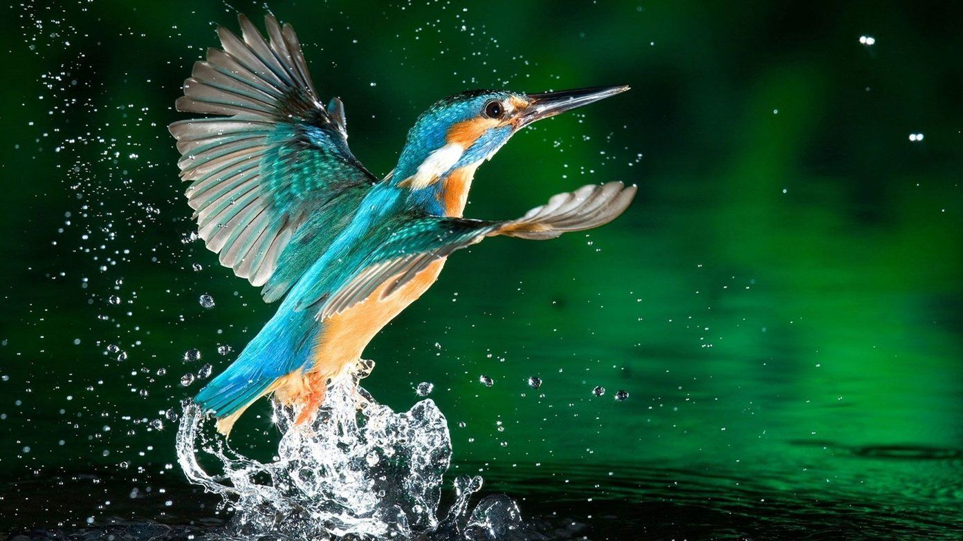 Detail Bird Hd Nomer 55