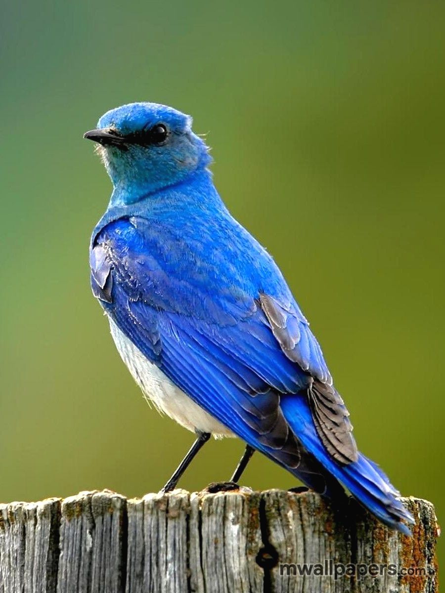 Detail Bird Hd Nomer 56