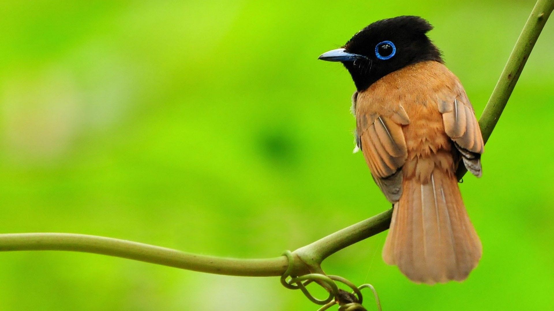 Detail Bird Hd Nomer 7